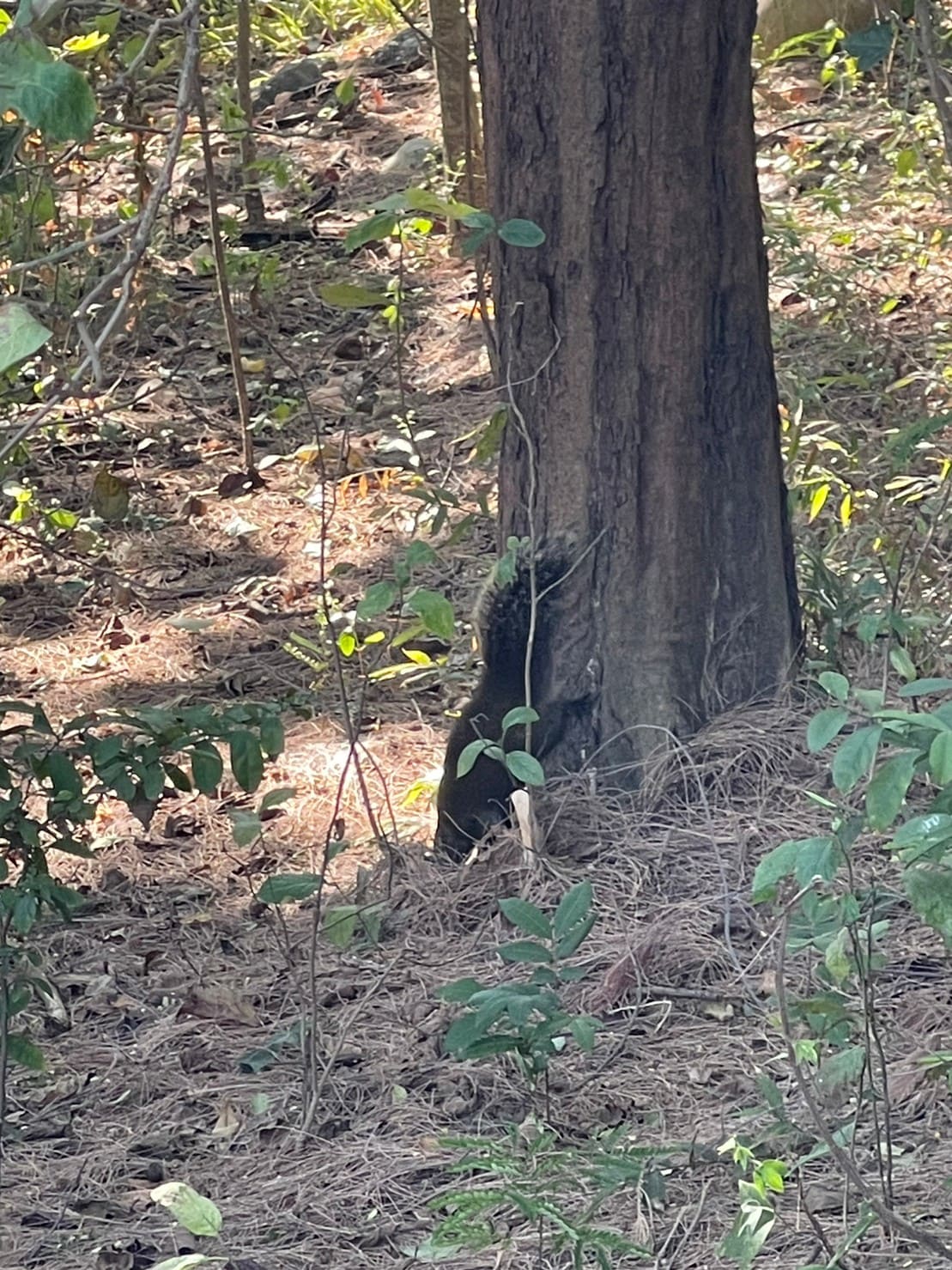 小動物也出來湊熱鬧 1